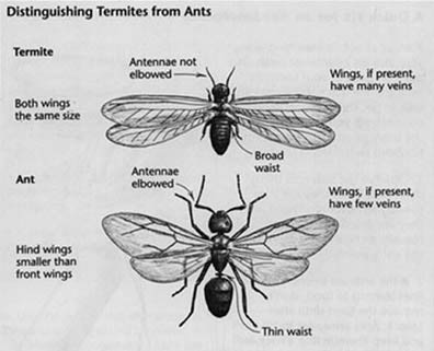 Ants and Termites