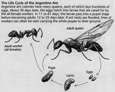 Ant Lifecycle